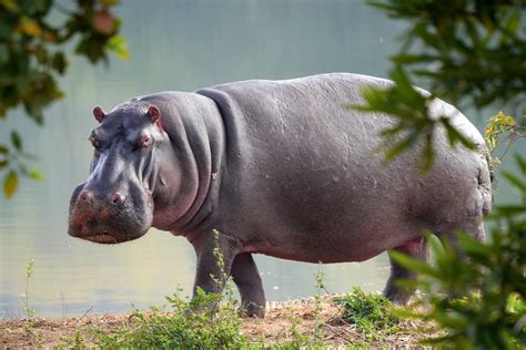 world hippo